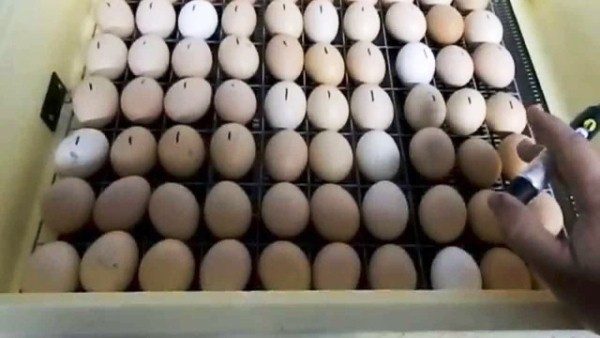  Puesta de huevos