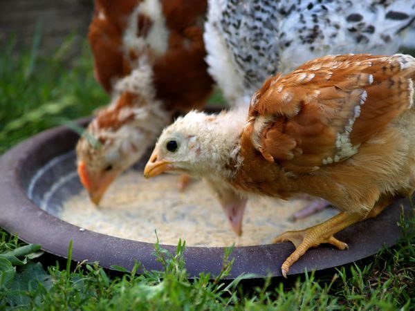  pollos mensuales
