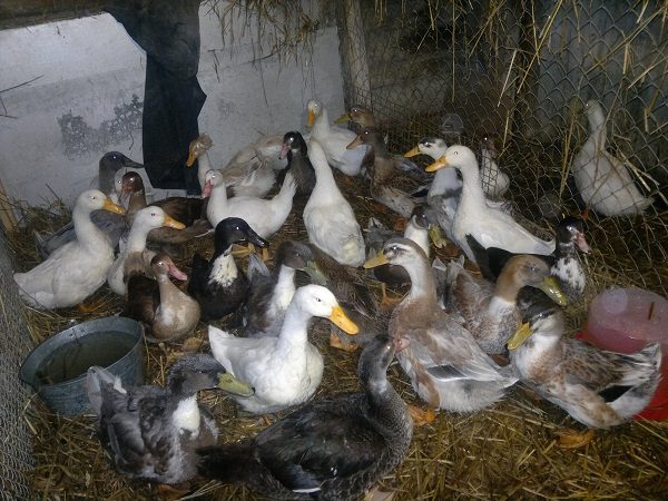  Different breeds of broiler ducks on the farm