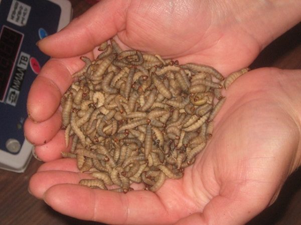  Wax moth larvae