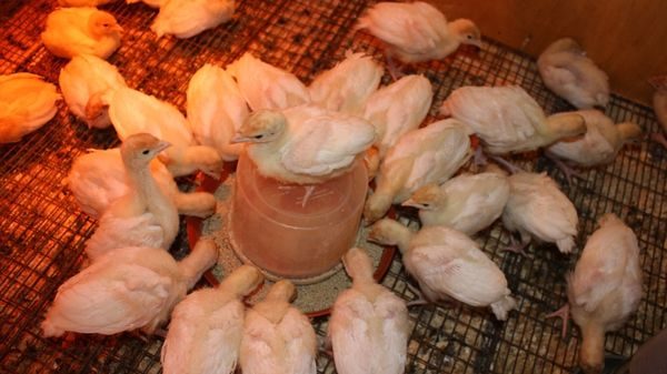  chickens