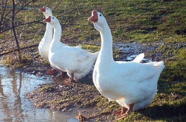  geese by the pond