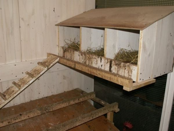 perch