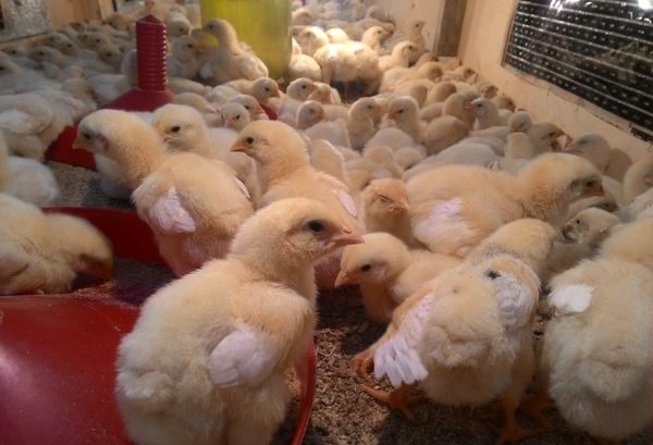  gallinas semanales