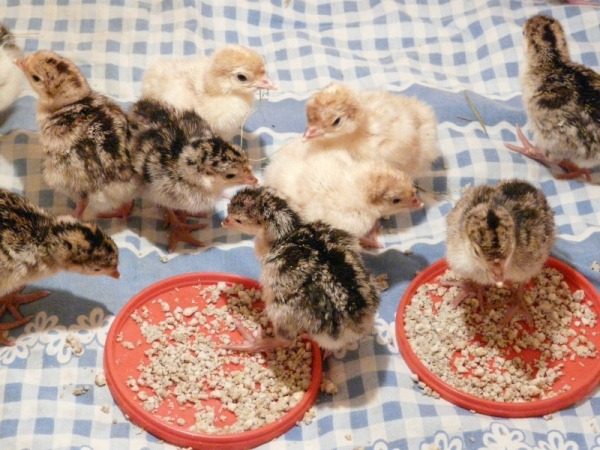 I pootti mangiano dall'alimentatore