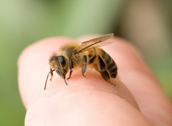  la abeja
