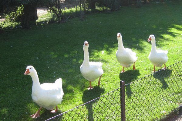  Adult geese on a walk in the pen