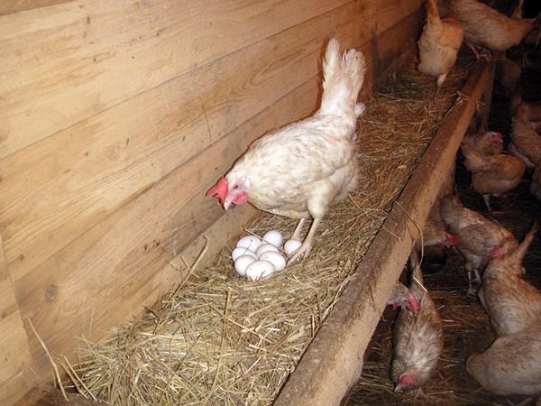  Chicken layer with eggs