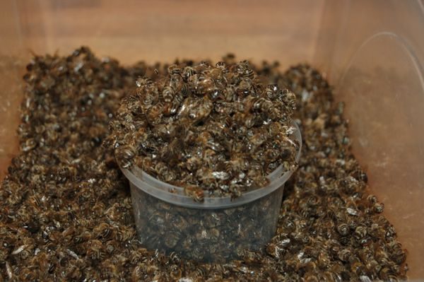  dead bees