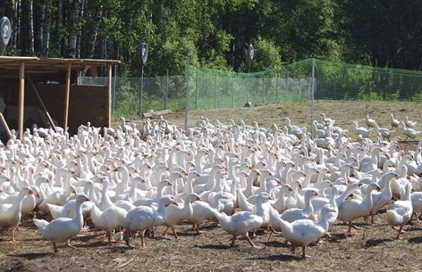  Breeding geese. Goose farm