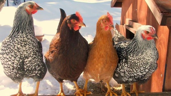  razas de pollos