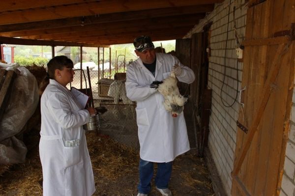 vaccinazione polli
