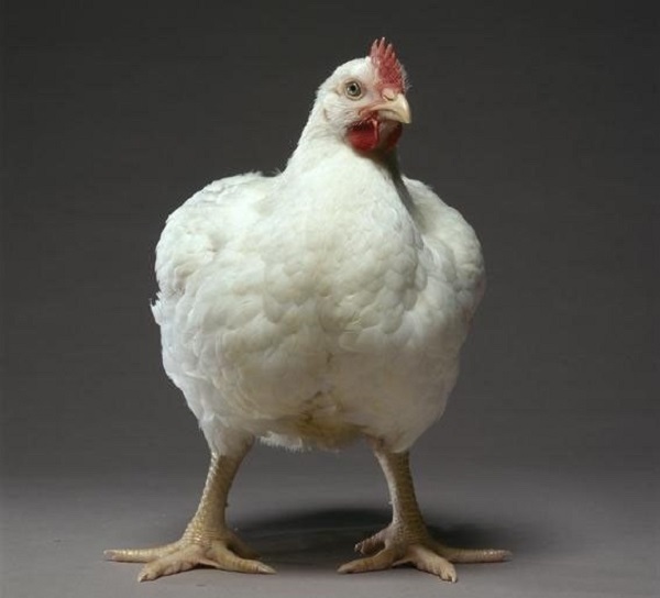  Broiler di Cobb 500