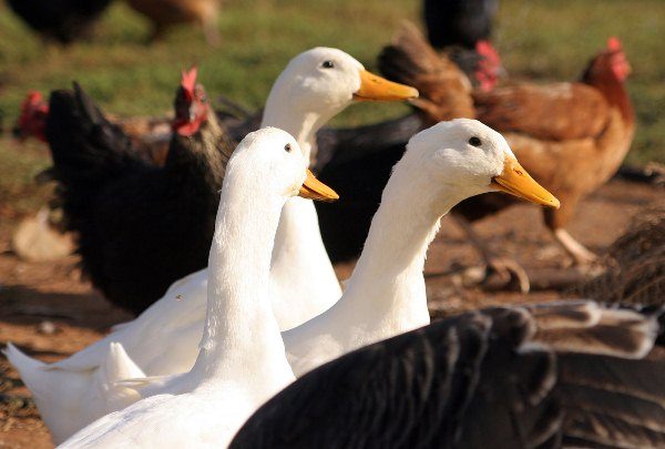  Aves de corral