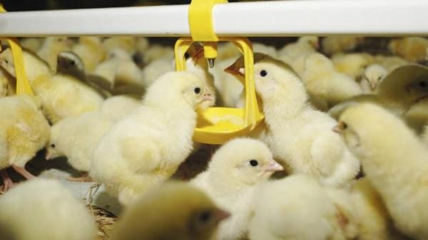  Vacunación oral de pollo