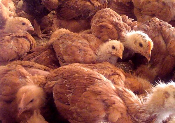  Chickens redbro