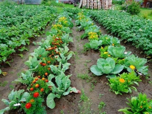  Camas vegetales