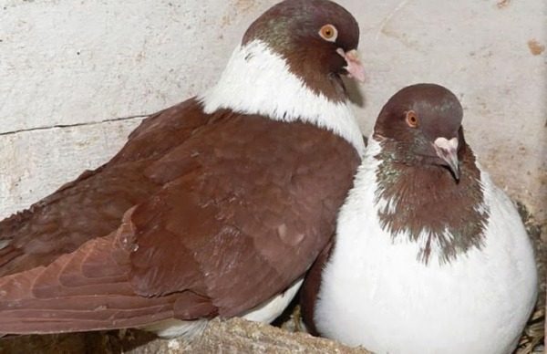  Pombos no agregado familiar