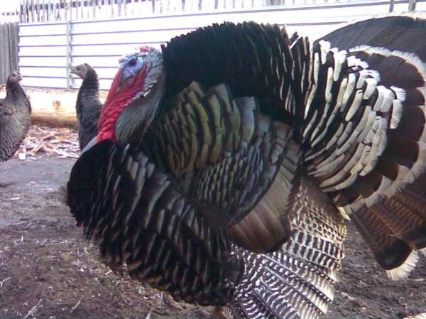  North Caucasian Bronze Turkey Breed