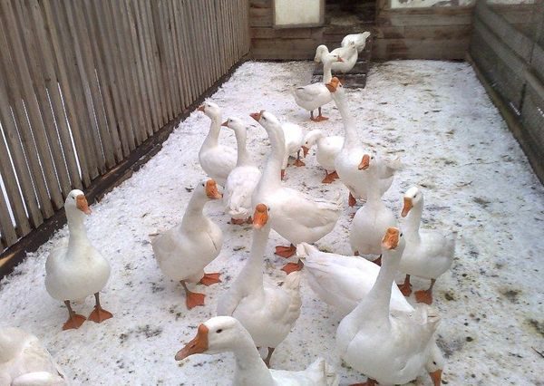  a flock of geese