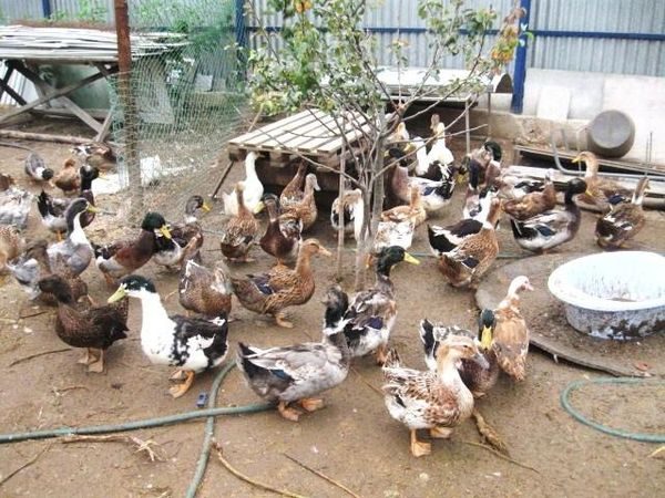  una bandada de pato bashkir