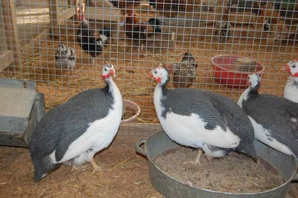  Guiné aves em uma gaiola