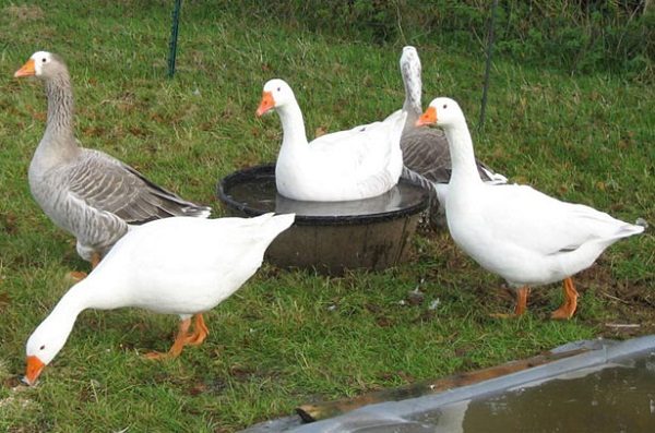  Keeping geese on the farm