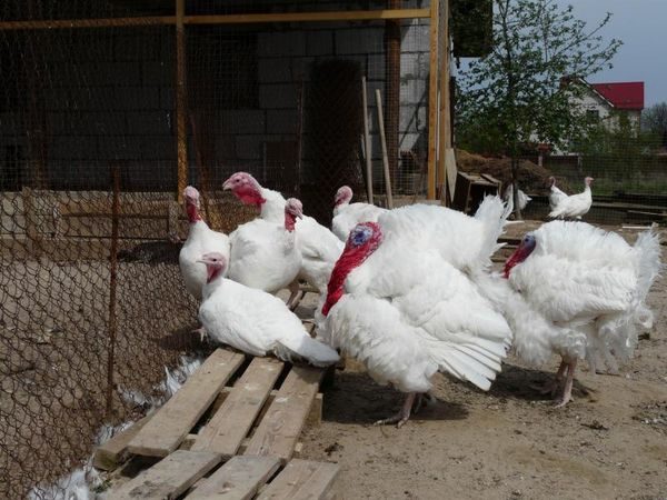  herd of big 6 turkeys