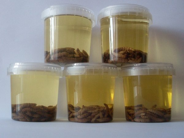  Tincture of wax moth larvae