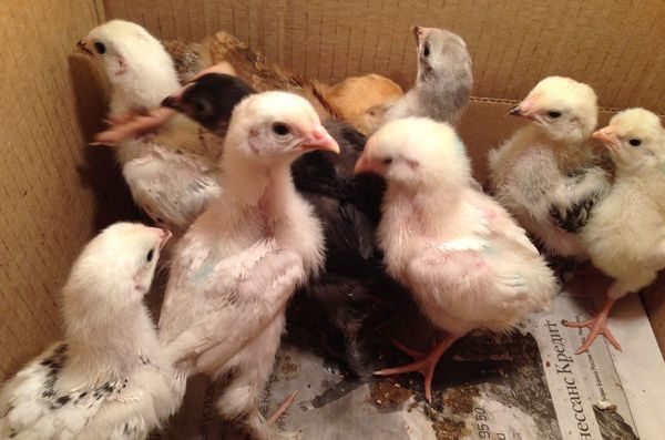  pollos