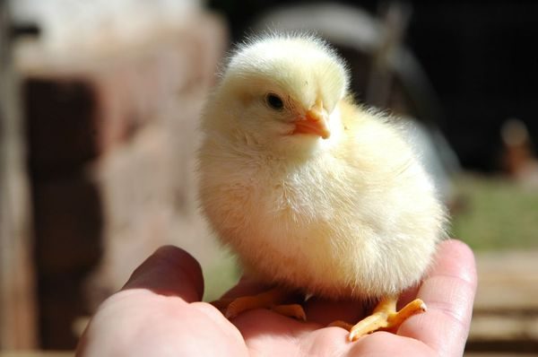  pollo