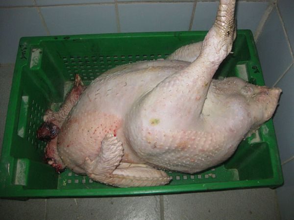  big 6 bird