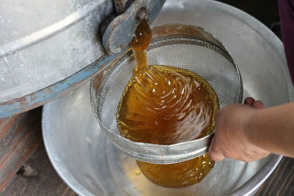  honeyiness