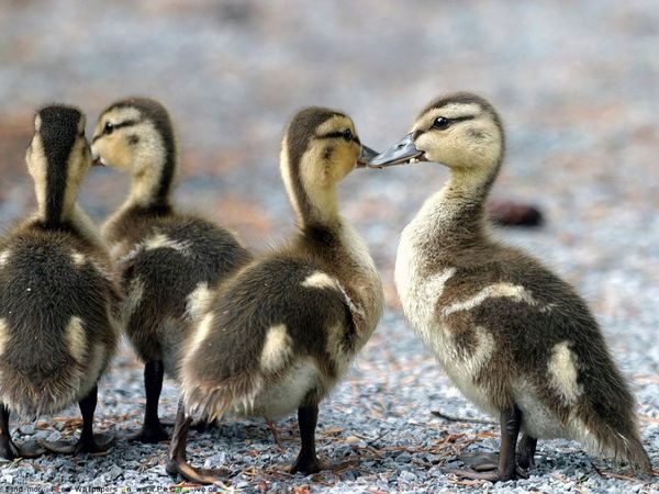  patitos