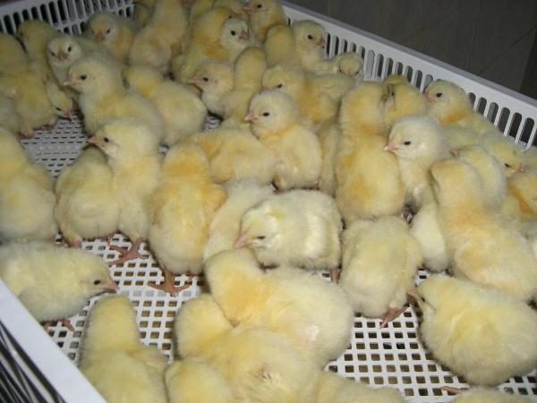  Galinhas diárias