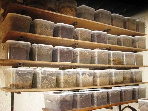  Storage of wax moth larvae
