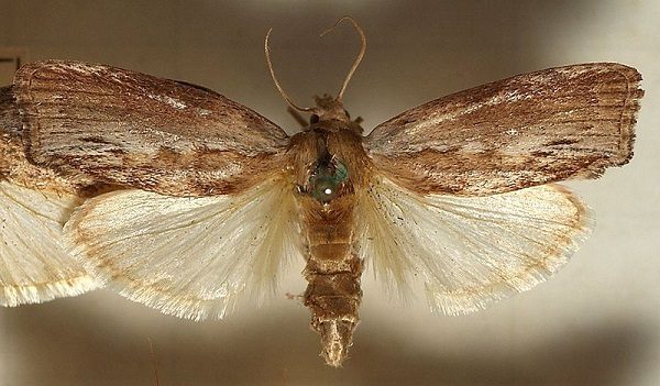  Wax moth