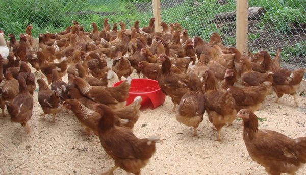  gallinas ponedoras
