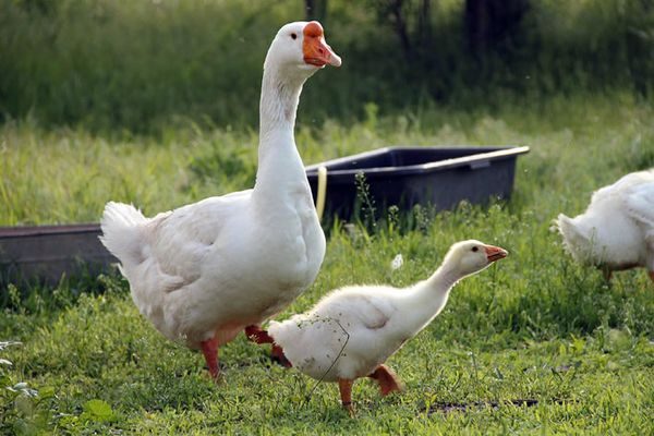  goose and bird