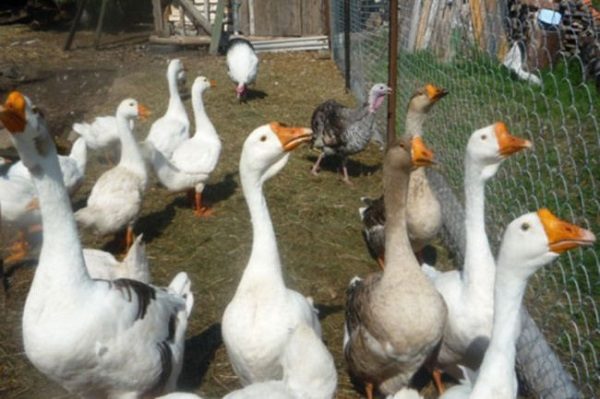  Breeding geese