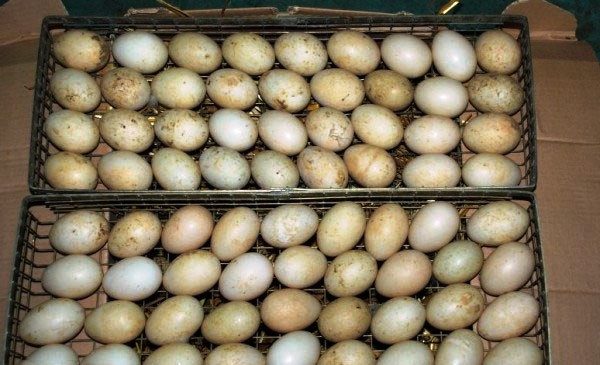  The location of the duck eggs for the incubator