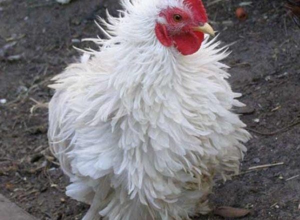  Coccidiosis en pollos y pollos.
