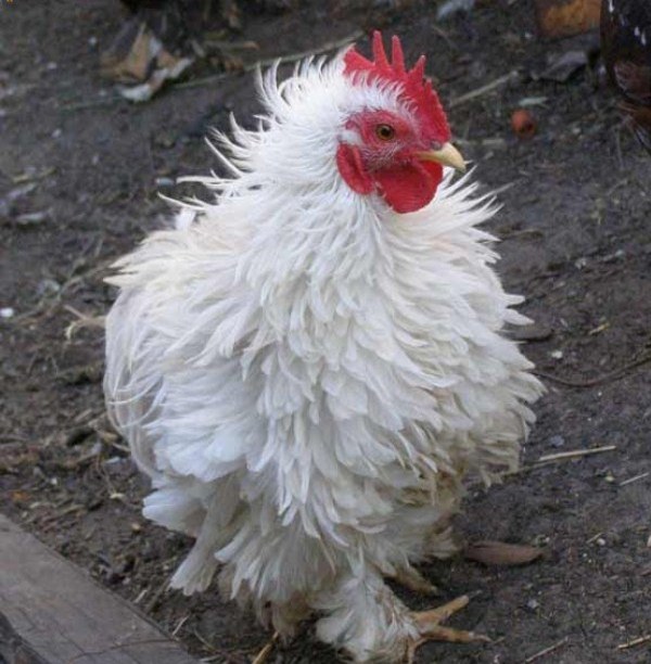 Coccidiosis en pollos y pollos.