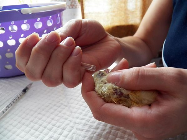  I polli gocciolano la vodka nel becco