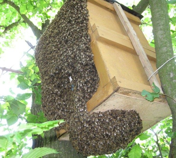  Swarm Trap