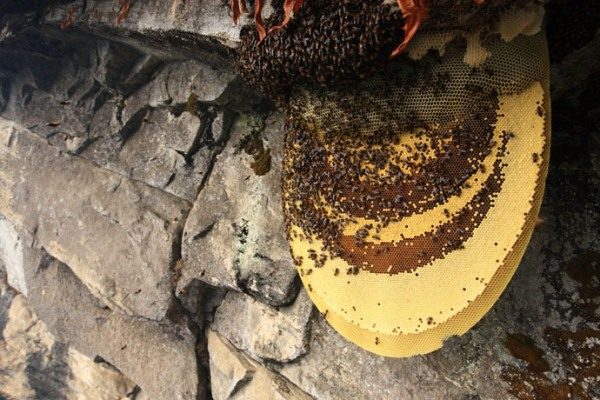  Abejas silvestres y miel de montaña en panales