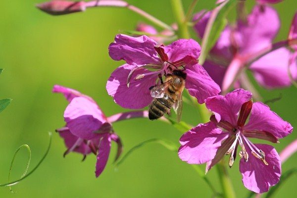 Bee collects nectar from the flower of Ivan-tea