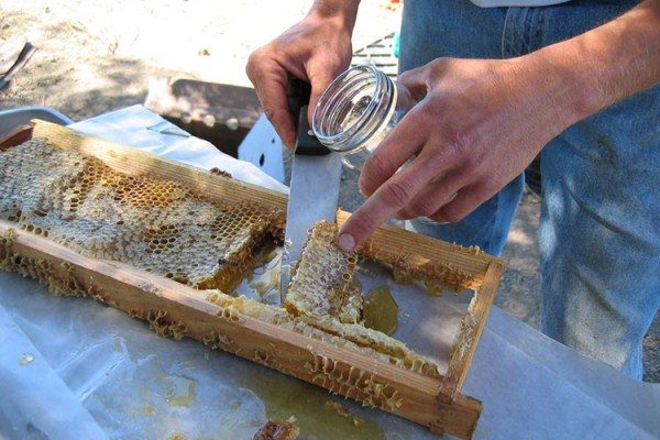  Chalk manuka in comb