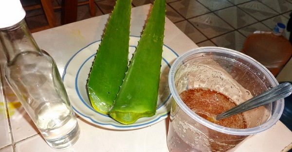  Preparazione della tintura di aloe con vodka