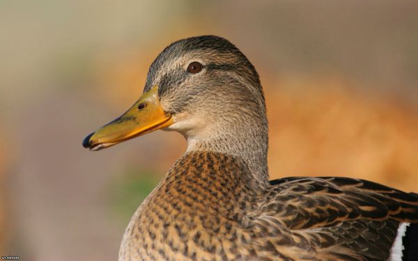  Cómo criar patos